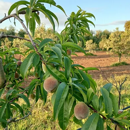 I Cavalleggeri Alloggio per agriturismo *